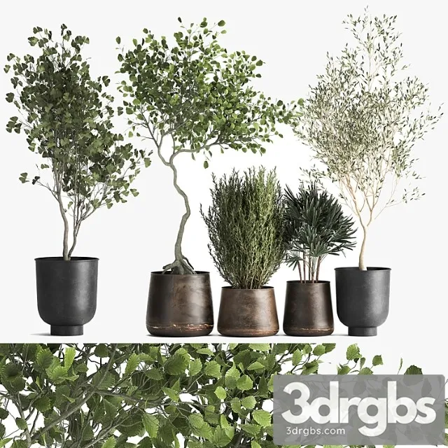 Collection of trees in black metal pots with olive, ginkgo. set 1034. Collection of trees in black metal pots with olive, ginkgo. set 1034.