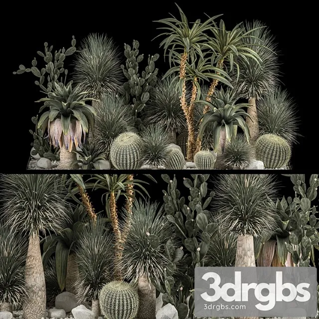 Collection of tropical plants of the desert 1117. cactus, yucca, prickly pear, thickets, bushes, garden, dracaena Collection of tropical plants of the desert 1117. cactus, yucca, prickly pear, thickets, bushes, garden, dracaena