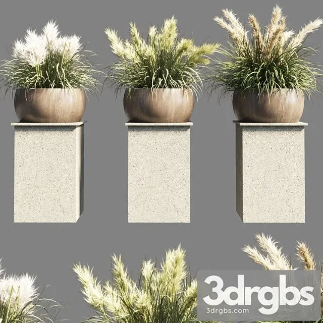 Collection Outdoor Indoor 70 Pot Palnt Grass The Dry Pampas Stand Vase Wooden 3D Model Download