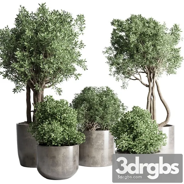 Collection outdoor indoor plant 53 concrete dirt vase pot tree bush Collection outdoor indoor plant 53 concrete dirt vase pot tree bush