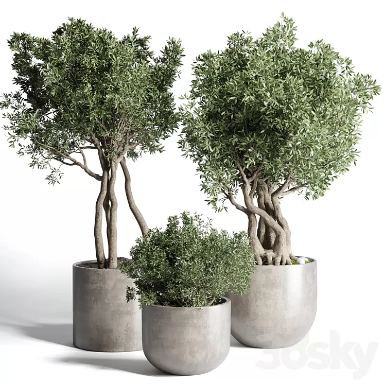 Collection Outdoor Indoor plant 77 concrete dirt vase pot tree bush 3D Model Collection Outdoor Indoor plant 77 concrete dirt vase pot tree bush 3D Model