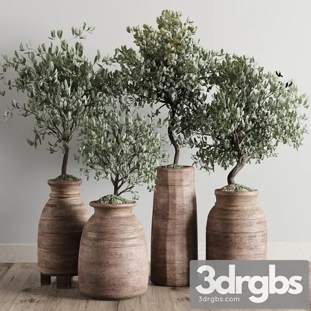 Collection outdoor plant 19 -wood old vase Collection outdoor plant 19 -wood old vase