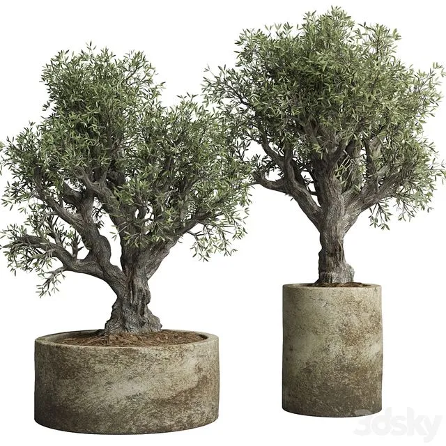 Collection outdoor plant 38 pot old olive tree concrete old vase 3D Model Collection outdoor plant 38 pot old olive tree concrete old vase 3D Model