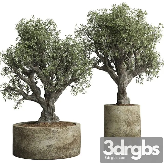 Collection outdoor plant 38 pot old olive tree concrete old vase Collection outdoor plant 38 pot old olive tree concrete old vase