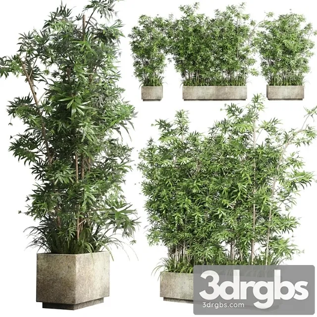 Collection outdoor plant 49 concrete dirt old vase bax pot tree fern bamboo Collection outdoor plant 49 concrete dirt old vase bax pot tree fern bamboo