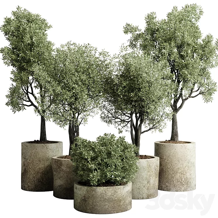 Collection outdoor plant 65 pot old olive tree concrete old vase corona 3D Model