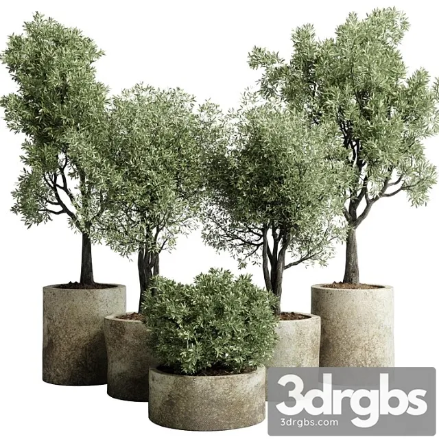 Collection outdoor plant 65 pot old olive tree concrete old vase corona Collection outdoor plant 65 pot old olive tree concrete old vase corona