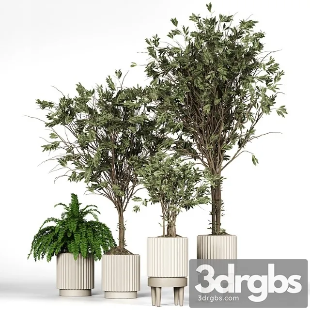 Collection Plant 05 Collection Plant 05