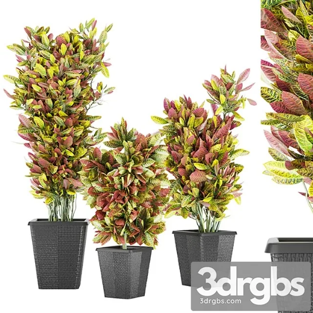 Collection plant vol 12 Collection plant vol 12