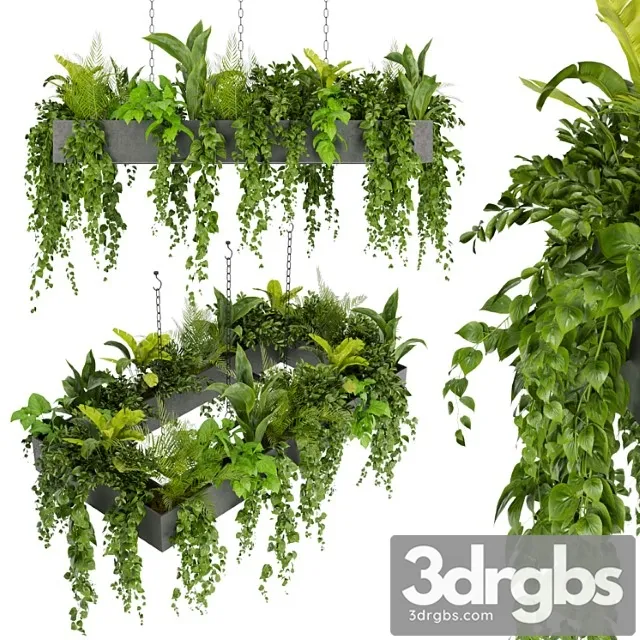 Collection plant vol 279 – indoor – hanging – ampelous Collection plant vol 279 – indoor – hanging – ampelous