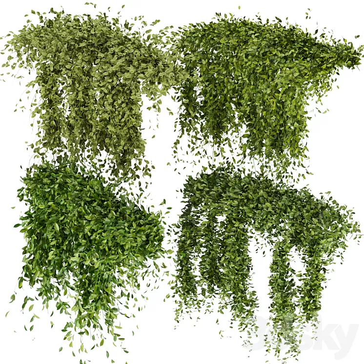 Collection Plant Vol 293 – Fitowall – Leaf – Ivy 3D Model Free Download