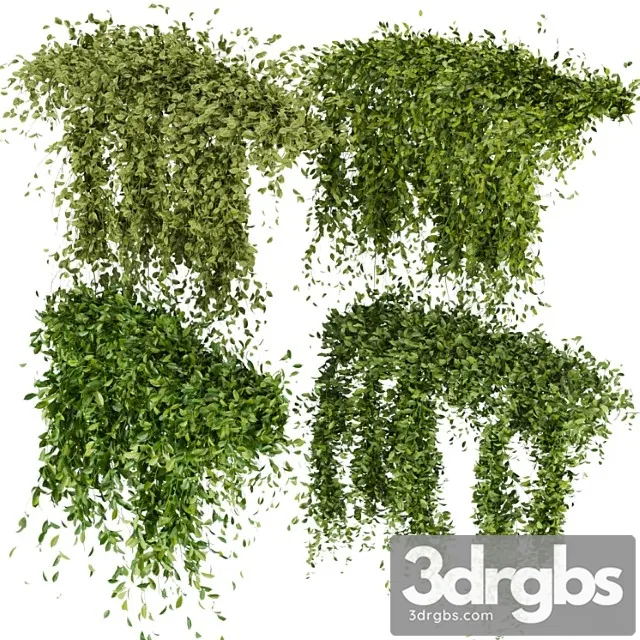 Collection plant vol 293 – fitowall – leaf – ivy Collection plant vol 293 – fitowall – leaf – ivy