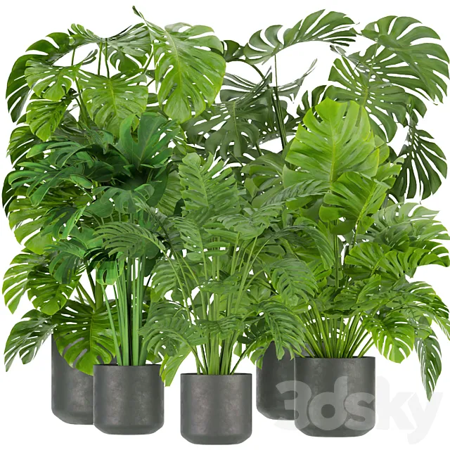 Collection plant vol 334 – indoor – monstera 3D Model Collection plant vol 334 – indoor – monstera 3D Model