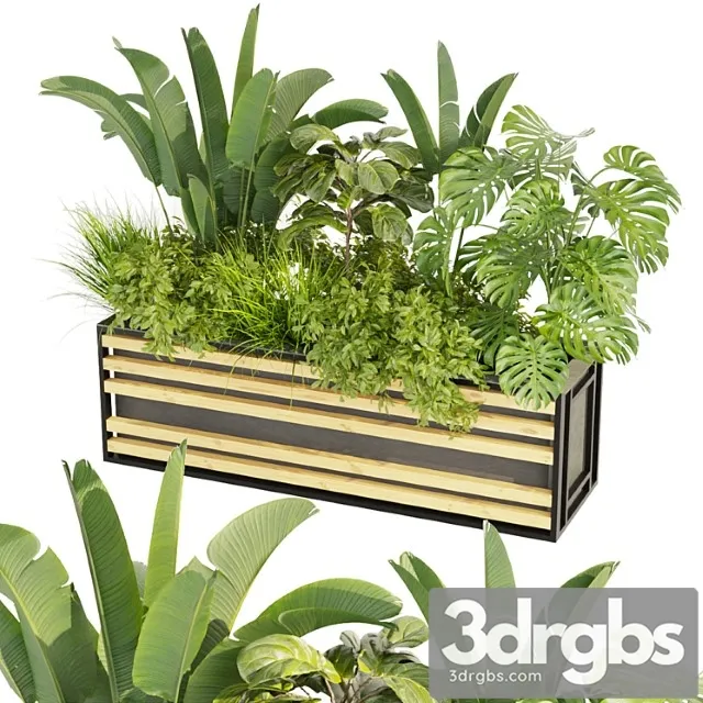 Collection plant vol 361 – banana – fiddle – monstera – grass Collection plant vol 361 – banana – fiddle – monstera – grass