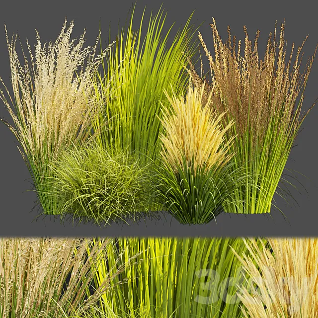 Collection plant vol 383 – grass – outdoor Switchgrass – Northwind 3D Model Collection plant vol 383 – grass – outdoor Switchgrass – Northwind 3D Model