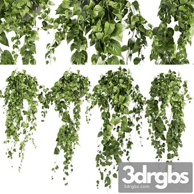 Collection Plant Vol 412 Pothos Hanging Ampelous 3D Model Download Collection Plant Vol 412 Pothos Hanging Ampelous 3D Model Download
