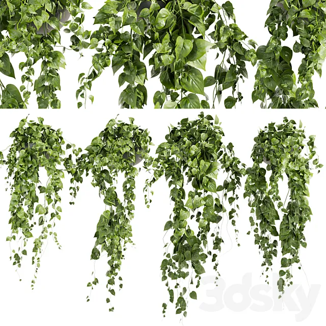 Collection plant vol 412 – pothos – hanging – ampelous 3D Model