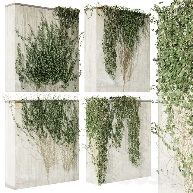 Collection plant vol 414 – Hedera – outdoor – leaf – fitowall – ivy 3D Model