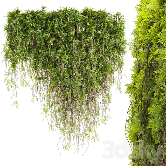 Collection plant vol 415 – leaf – outdoor – ivy 3D Model