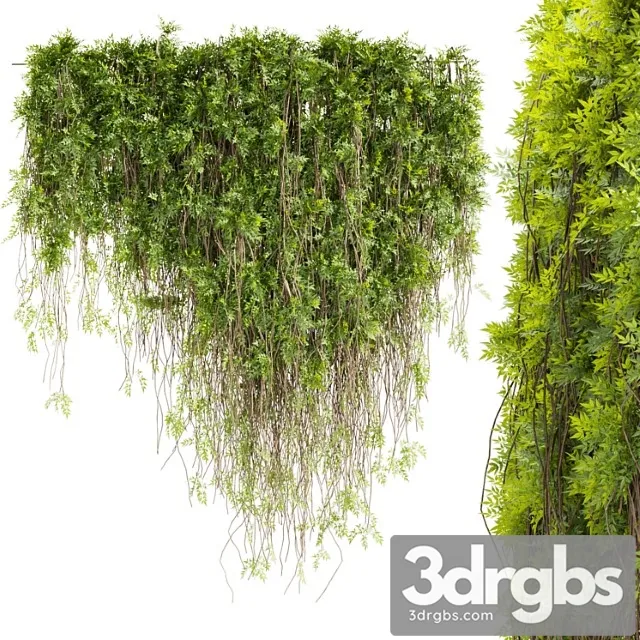 Collection plant vol 415 – leaf – outdoor – ivy Collection plant vol 415 – leaf – outdoor – ivy