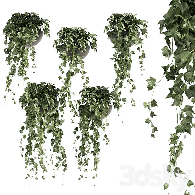 Collection plant vol 422 – Hedera – hanging – ampelous – indoor – ivy 3D Model