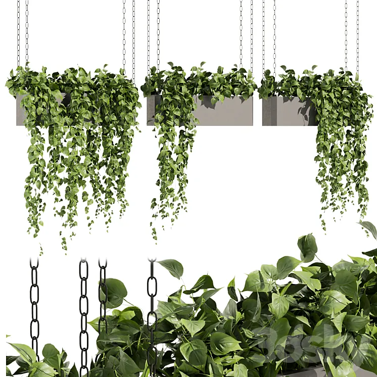 Collection plant vol 469 – ampelous – hanging – pothos 3D Model Free Download