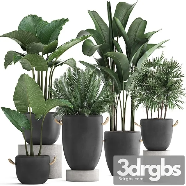Collection Plants 415 Concrete Pot Black Flowerpot Banana Rapeseed Alocasia Palm Loft Strelitzia Rafis Palm 3D Model Download