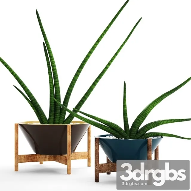 Collection Plants Pots 64 Sansevieria 3D Model Download