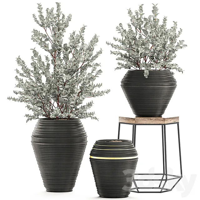 Collection with a small decorative tree Eucalyptus ash bush in a black ethnic pot vase. Set 534. 3D Model Collection with a small decorative tree Eucalyptus ash bush in a black ethnic pot vase. Set 534. 3D Model