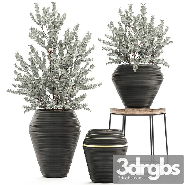 Collection with a small decorative tree eucalyptus ash bush in a black ethnic pot vase. set 534. Collection with a small decorative tree eucalyptus ash bush in a black ethnic pot vase. set 534.