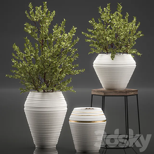 Collection with a small decorative tree Eucalyptus ash bush in a white ethnic pot vase. Set 538. 3D Model Collection with a small decorative tree Eucalyptus ash bush in a white ethnic pot vase. Set 538. 3D Model