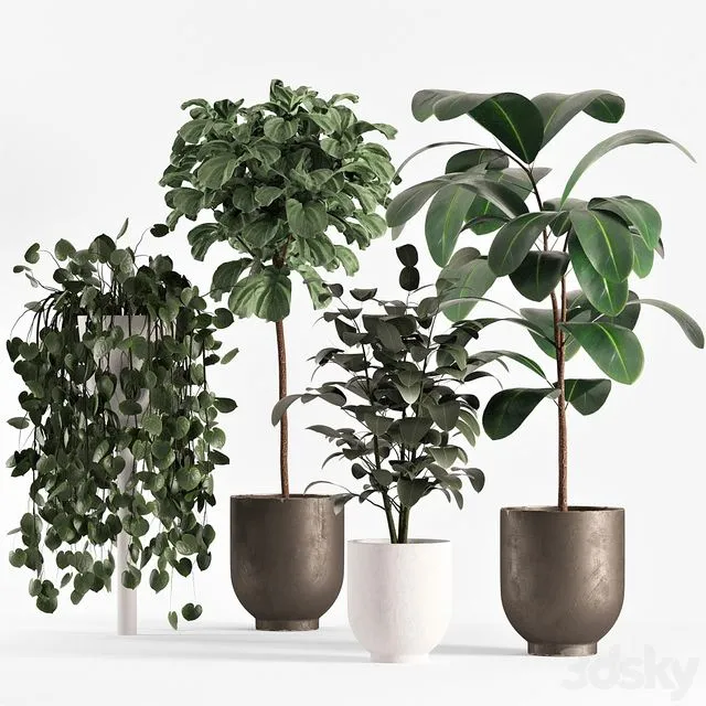 Collecton03 Ficus Plants 3D Model Collecton03 Ficus Plants 3D Model