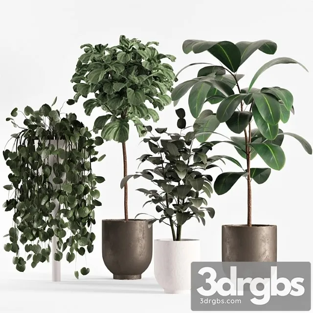Collecton03 Ficus Plants 3D Model Download