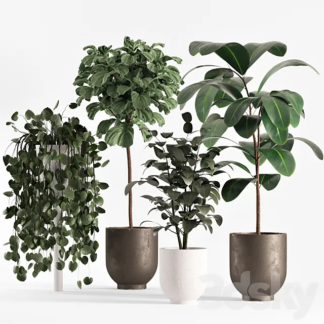 collecton03-ficus plants 3D Model collecton03-ficus plants 3D Model