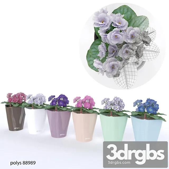 Colored Violets 3D Model Download Colored Violets 3D Model Download