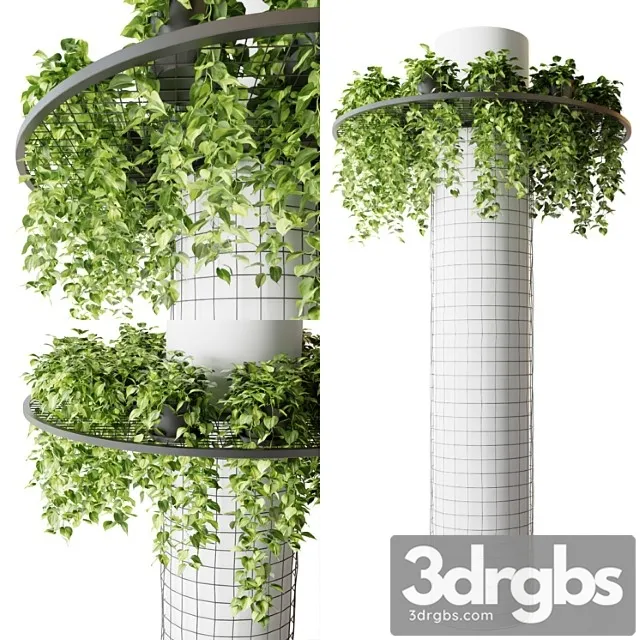 Column with hanging plants (epipremnum) Column with hanging plants (epipremnum)