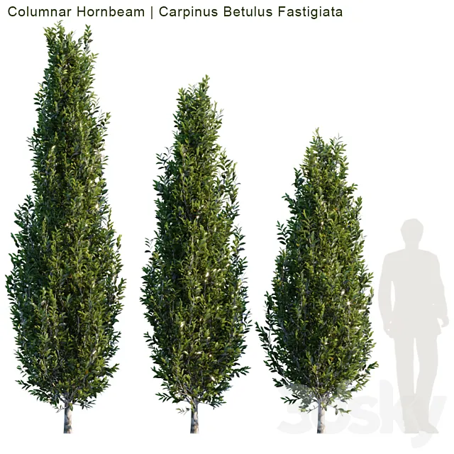 Columnar Hornbeam # 1 3D Model Columnar Hornbeam # 1 3D Model