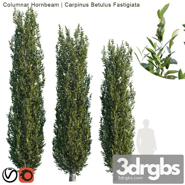 Columnar Hornbeam 2 3D Model Download Columnar Hornbeam 2 3D Model Download