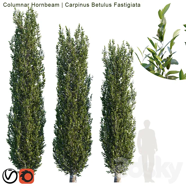 Columnar Hornbeam # 2 3D Model Columnar Hornbeam # 2 3D Model