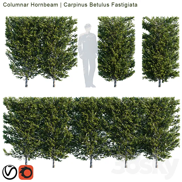 Columnar Hornbeam | Carpinus betulus fastigiata hedge 3D Model Columnar Hornbeam | Carpinus betulus fastigiata hedge 3D Model