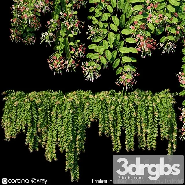 Combretum Indicum Quisqualis Indica 1 5 Model 3D Model Download
