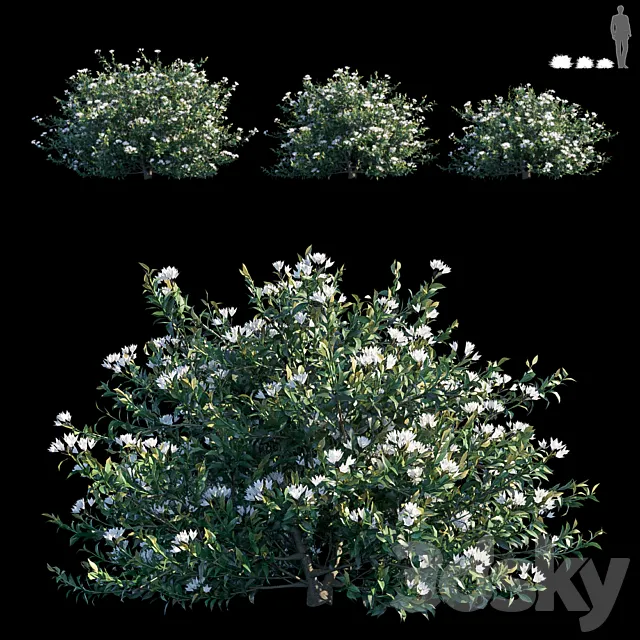 Common bush 3D Model
