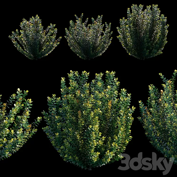 Common bush 3D Model Common bush 3D Model