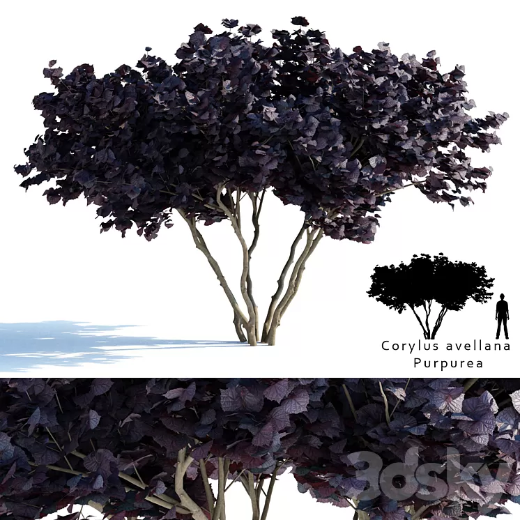 Common hazel | Corylus avellana Purpurea 3D Model
