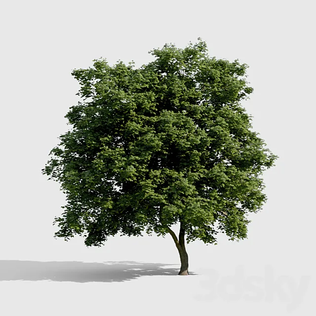 Common Tree with high density greenery 3D Model Common Tree with high density greenery 3D Model
