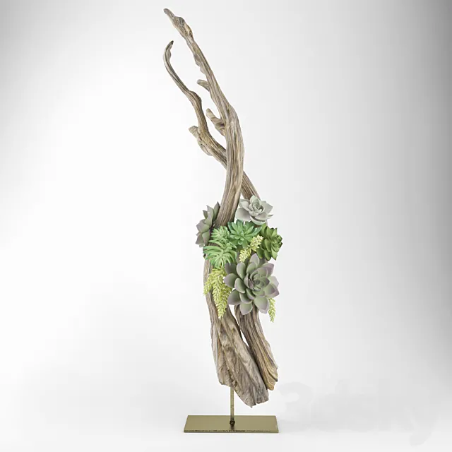 Composition of succulents 3DModel Composition of succulents 3DModel