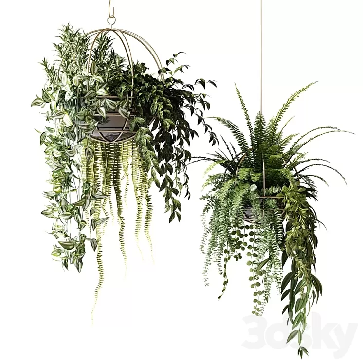 Compositions of ampelous plants in hanging pots # 3 3D Model Compositions of ampelous plants in hanging pots # 3 3D Model