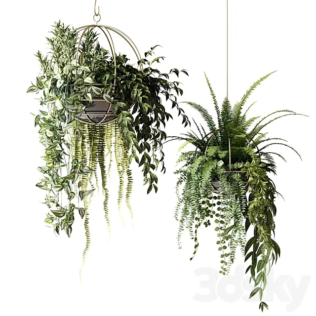 Compositions of ampelous plants in hanging pots # 3 3DModel Compositions of ampelous plants in hanging pots # 3 3DModel