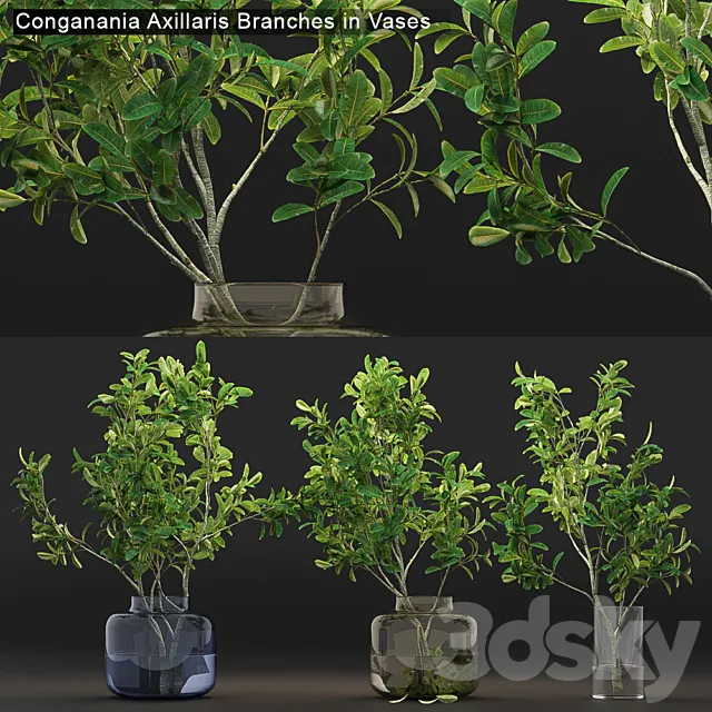Conganania Axillaris branches in vases 3DModel Conganania Axillaris branches in vases 3DModel