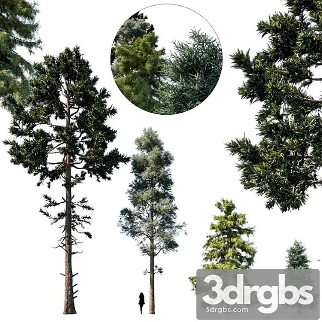 Coniferous Tree Set 1 3D Model Download Coniferous Tree Set 1 3D Model Download